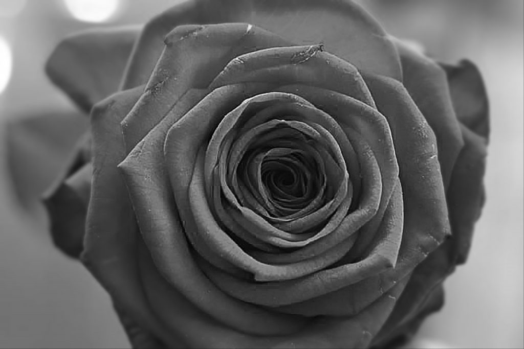 Rose in Schwarzweiß